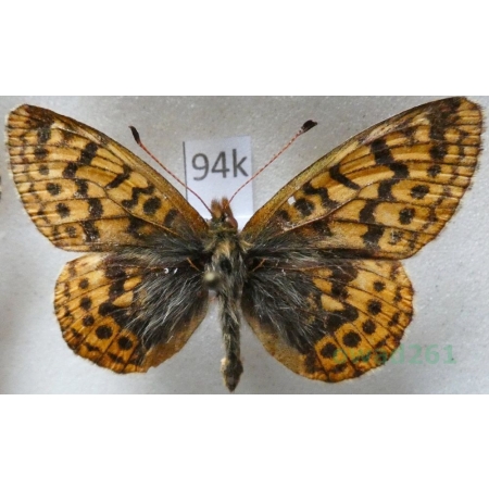 Boloria frigga (Becklin, 1791) Finland94k